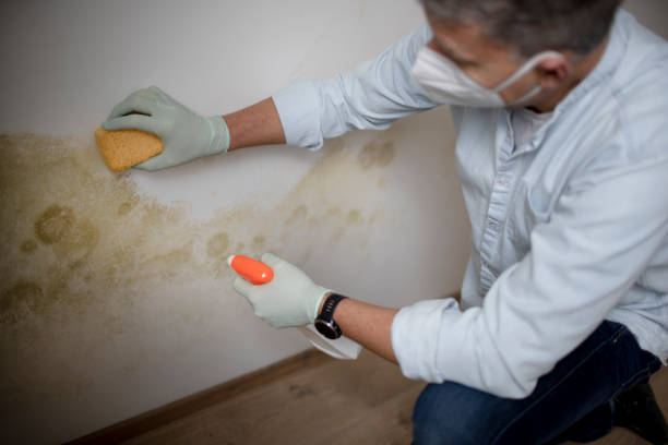 Best Attic Mold Removal  in Crab Orchard, WV