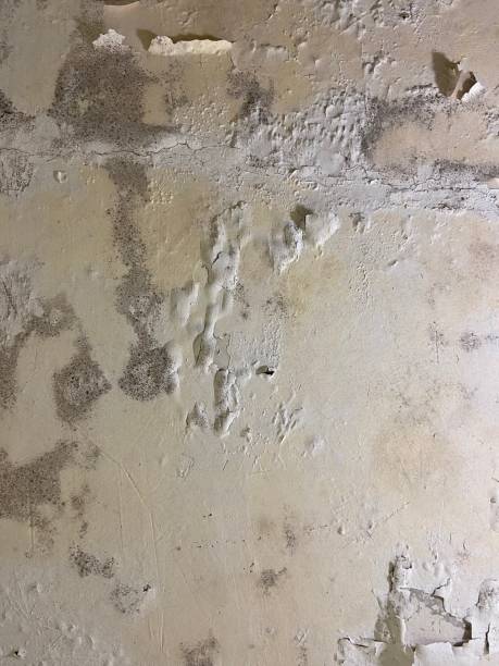 Best Mold Testing  in Crab Orchard, WV