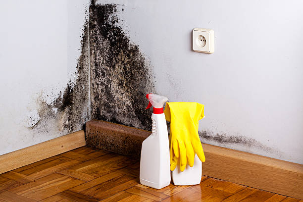 Best Same-Day Mold Removal  in Crab Orchard, WV
