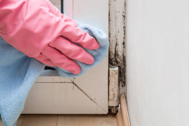 Best Professional Mold Removal  in Crab Orchard, WV